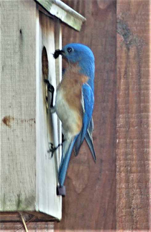 bluebirds